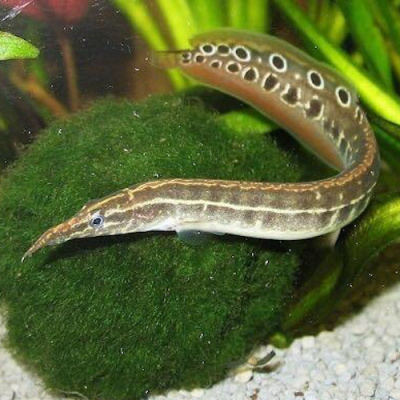 Угорь Макрогнатус Глазчатый PREMIUM